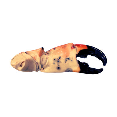 Jumbo Stone Crabs