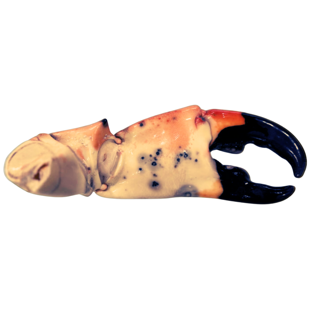 Mega Stone Crabs