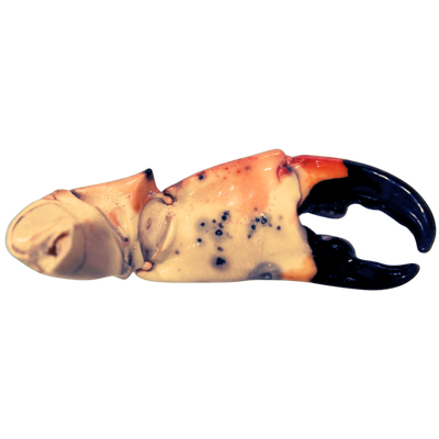 Mega Stone Crabs